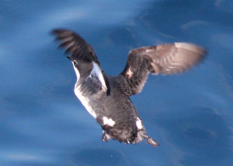 Xantus's Murrelet, Synthliboramphus hypoleucus